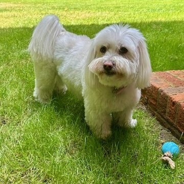 Dog Sitting, Weybridge